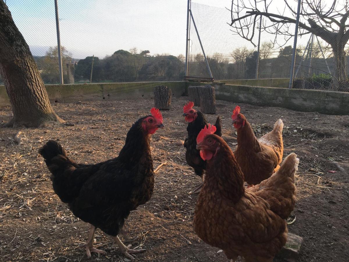 Homestay Mas Teixidor, Masia Entre Girona Y La Costa Brava